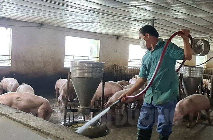 Bình Giang phục hồi 2/3 tổng đàn lợn so với trước dịch